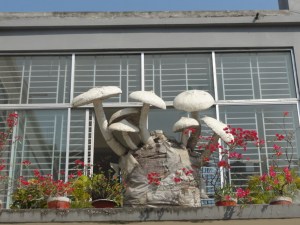 Mushroom Research Centerr