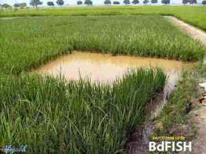rice-fish